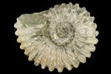Bumpy Ammonite (Douvilleiceras) Fossil - Madagascar #115614-1